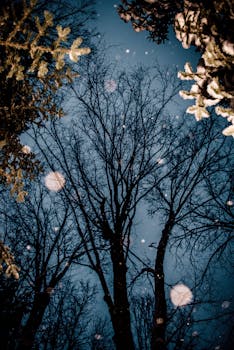 冬日里，美丽的树木、飘落的雪花与黄昏的天空，共同营造出一片宁静的氛围