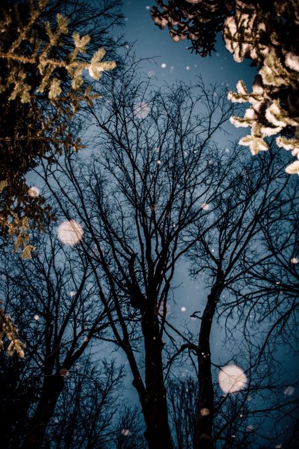 Beautiful winter trees with falling snow and a twilight sky creating a serene atmosphere.