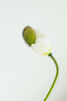 A beautiful poppy bud beginning to bloom, captured in a minimalist style on a light background.