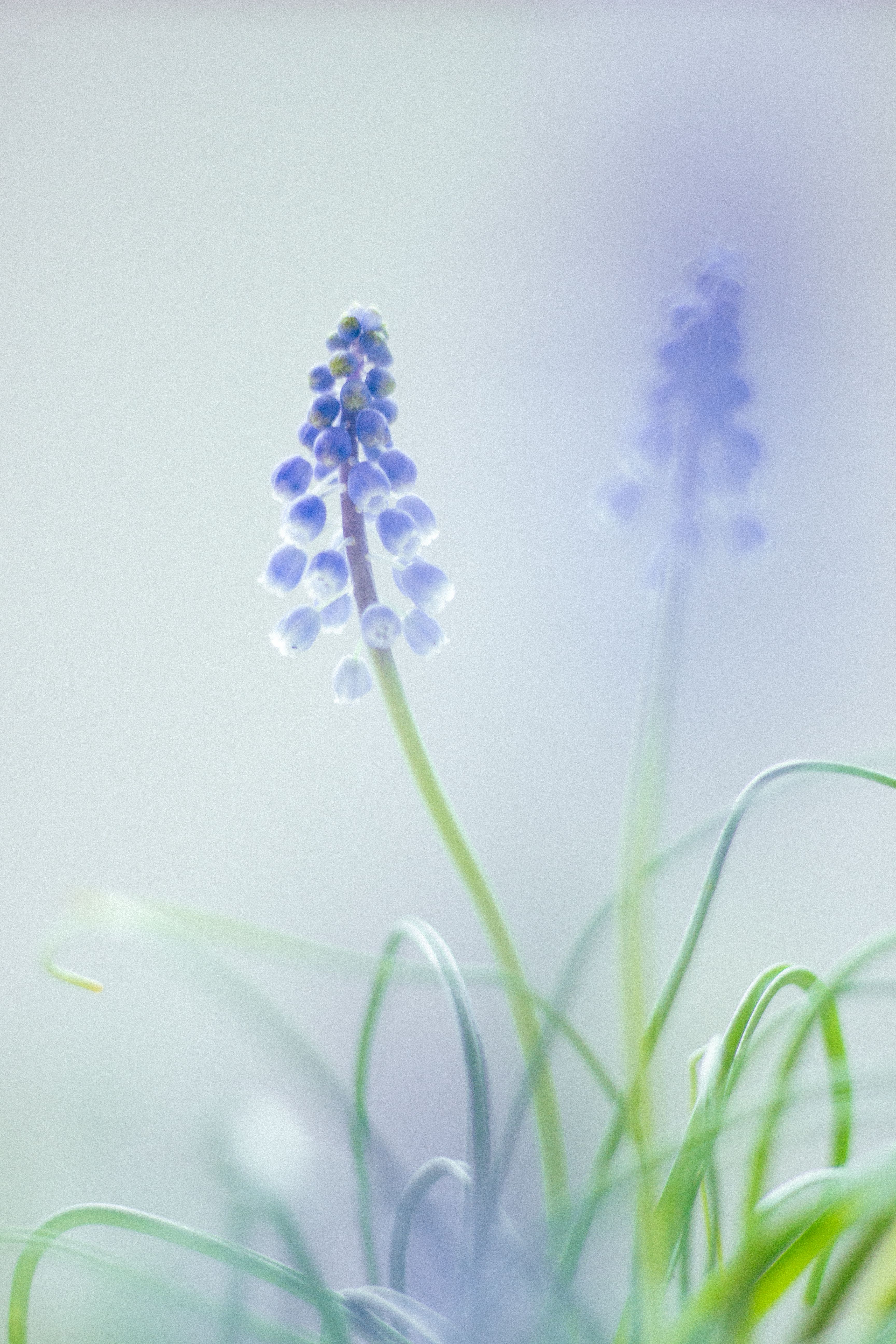 Delicate Grape Hyacinth in Soft Focus · Free Stock Photo