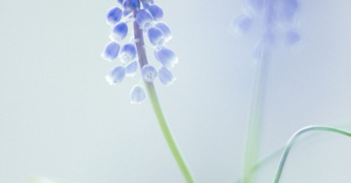 Delicate Grape Hyacinth in Soft Focus · Free Stock Photo