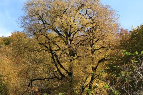 Free Vibrant autumn tree with golden leaves in a sunlit forest setting. Stock Photo