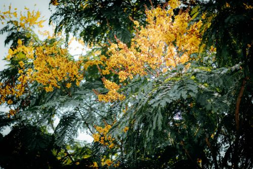 Free Vibrant yellow flowers amidst lush green foliage, capturing the essence of summer nature. Stock Photo