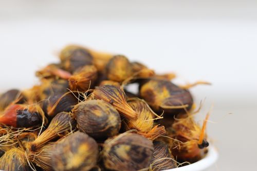 Free Palm Seed Stock Photo