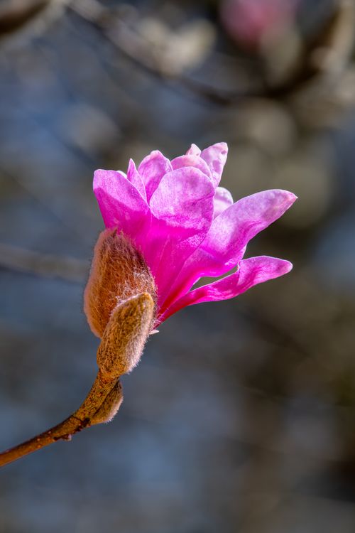 Free Close-up of a pink magnolia flower blooming in the spring sunlight, showcasing its vibrant colors. Stock Photo