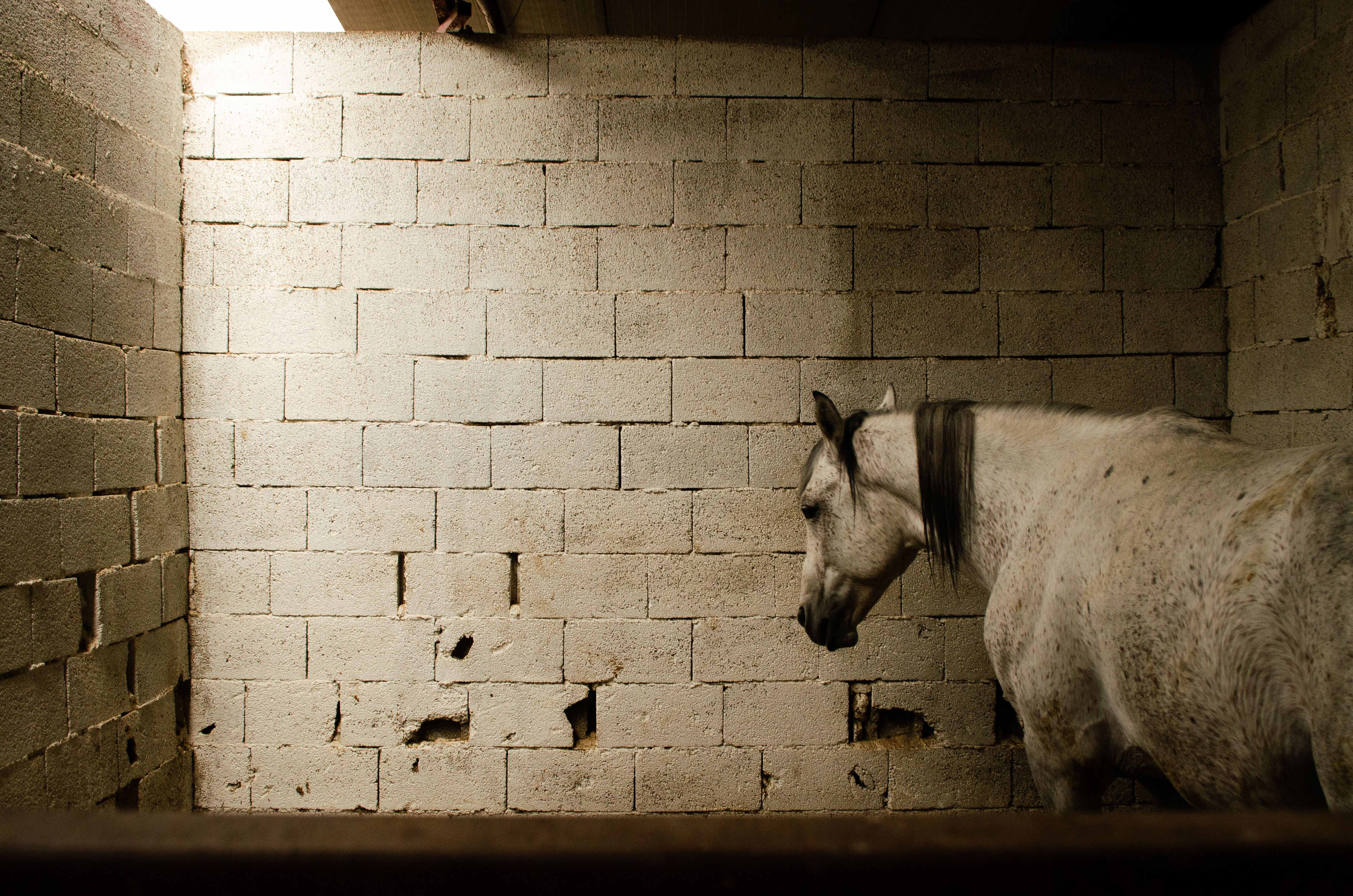 Senior horse standing calmly in a barn