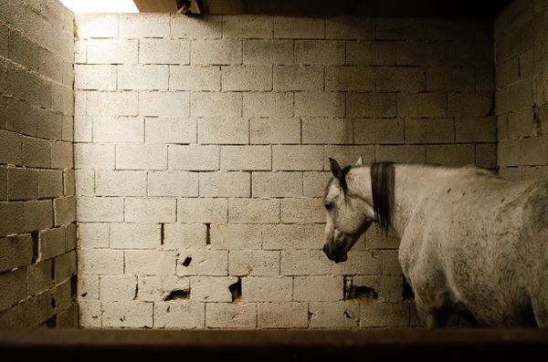 Senior horse standing calmly in a barn