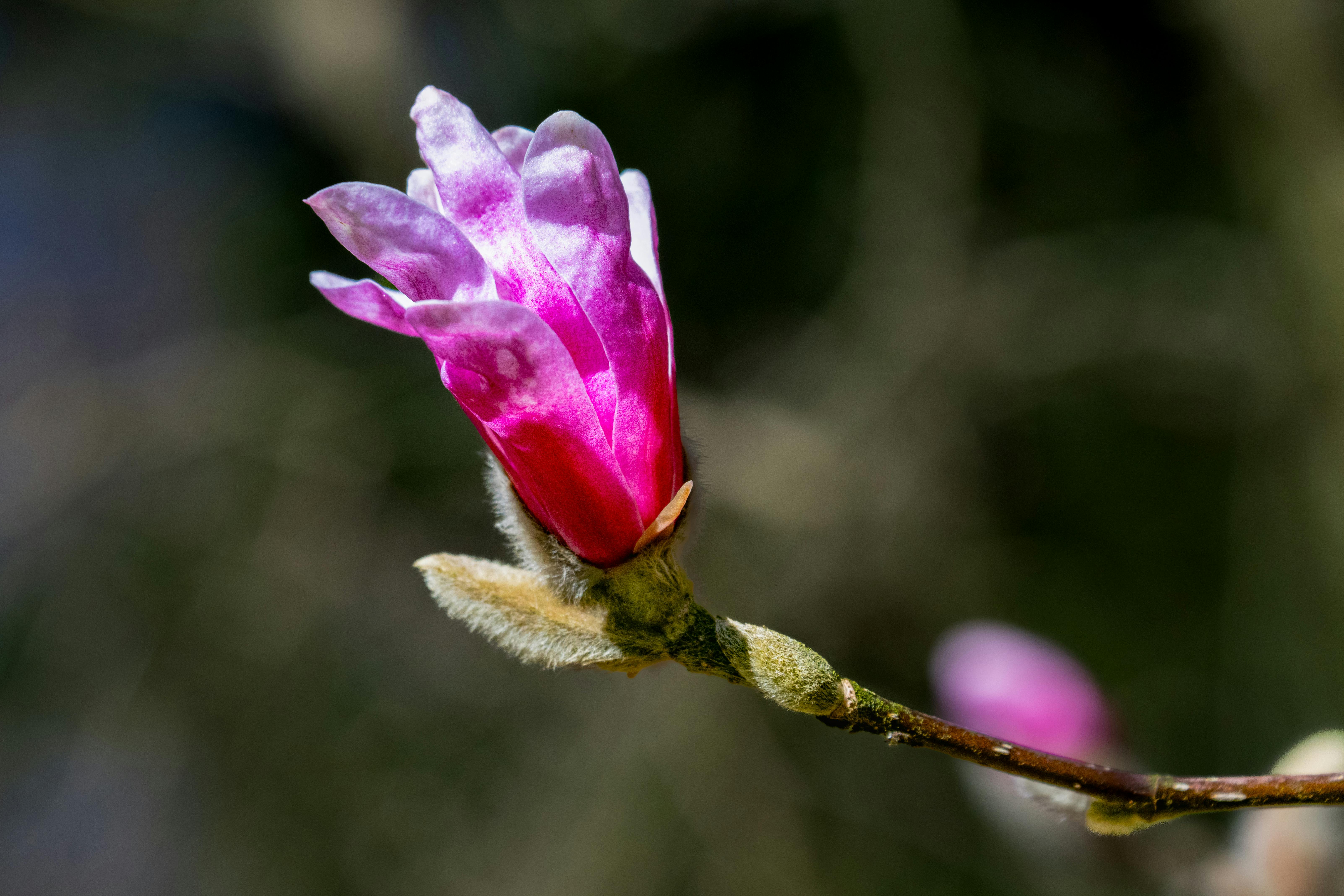 Magnolia’s AAA Hobbies To Close 2026 (Second Half). Iconic Hobby- Craft Emporium — Photo by Siegfried Poepperl on Pexels