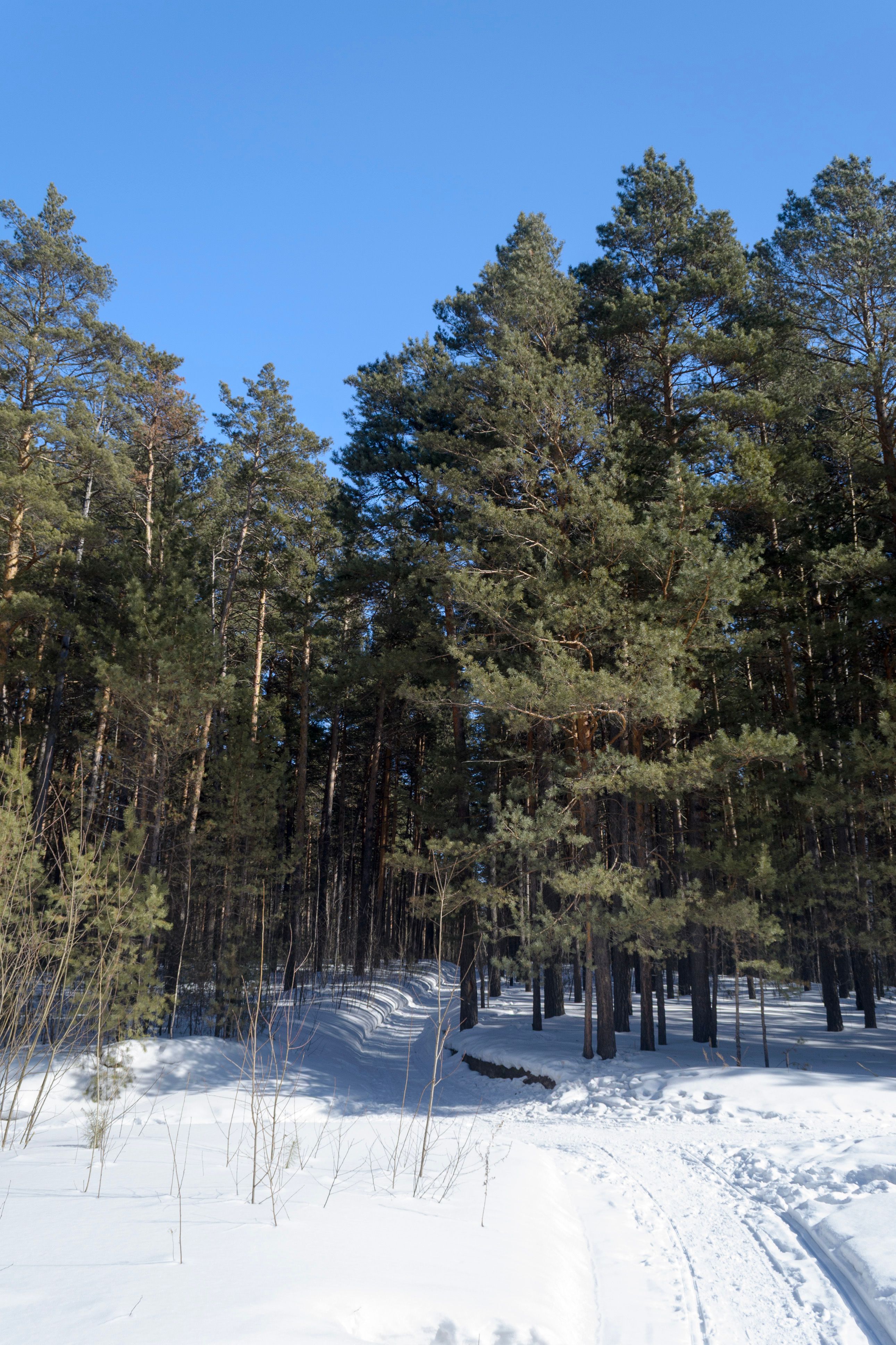 Serene Snowy Forest with Tall Pine Trees · Free Stock Photo