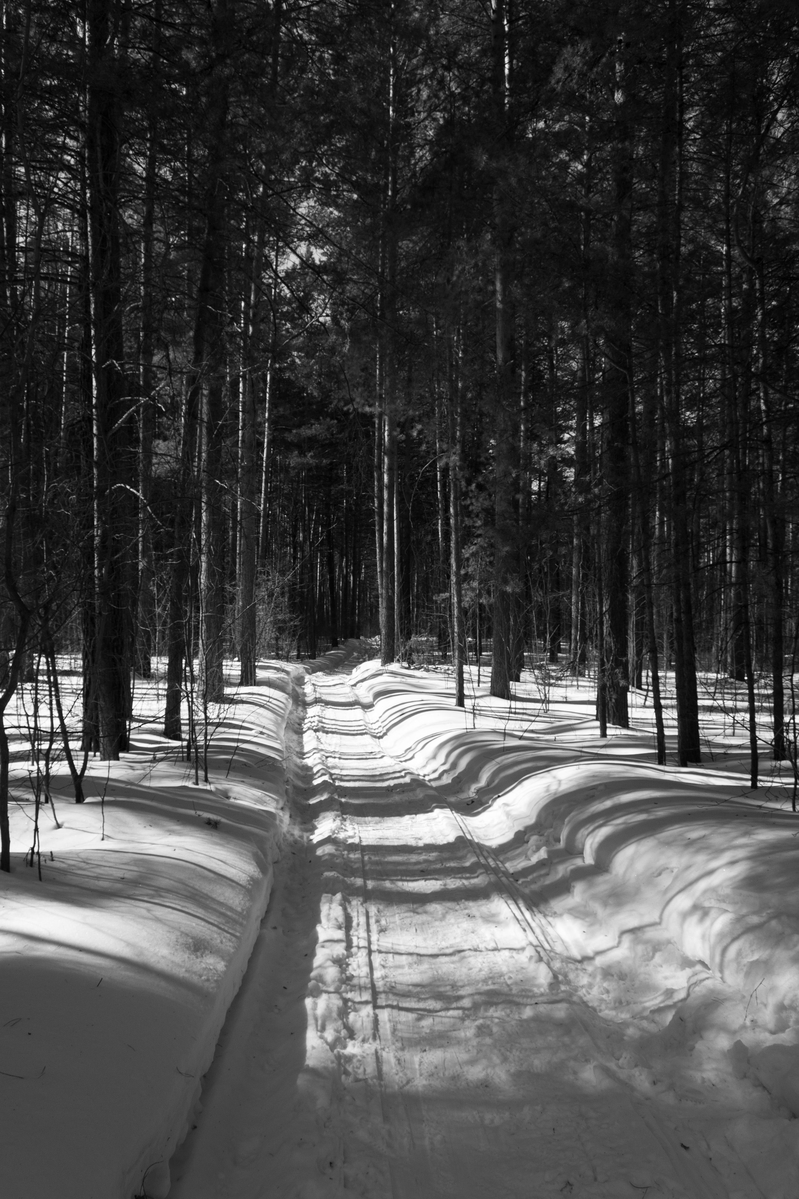 Sendero Forestal Nevado Con Sombras De árboles · Foto de stock gratuita