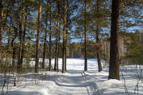 Free A tranquil snow-covered path through a pine forest under clear blue skies. Stock Photo