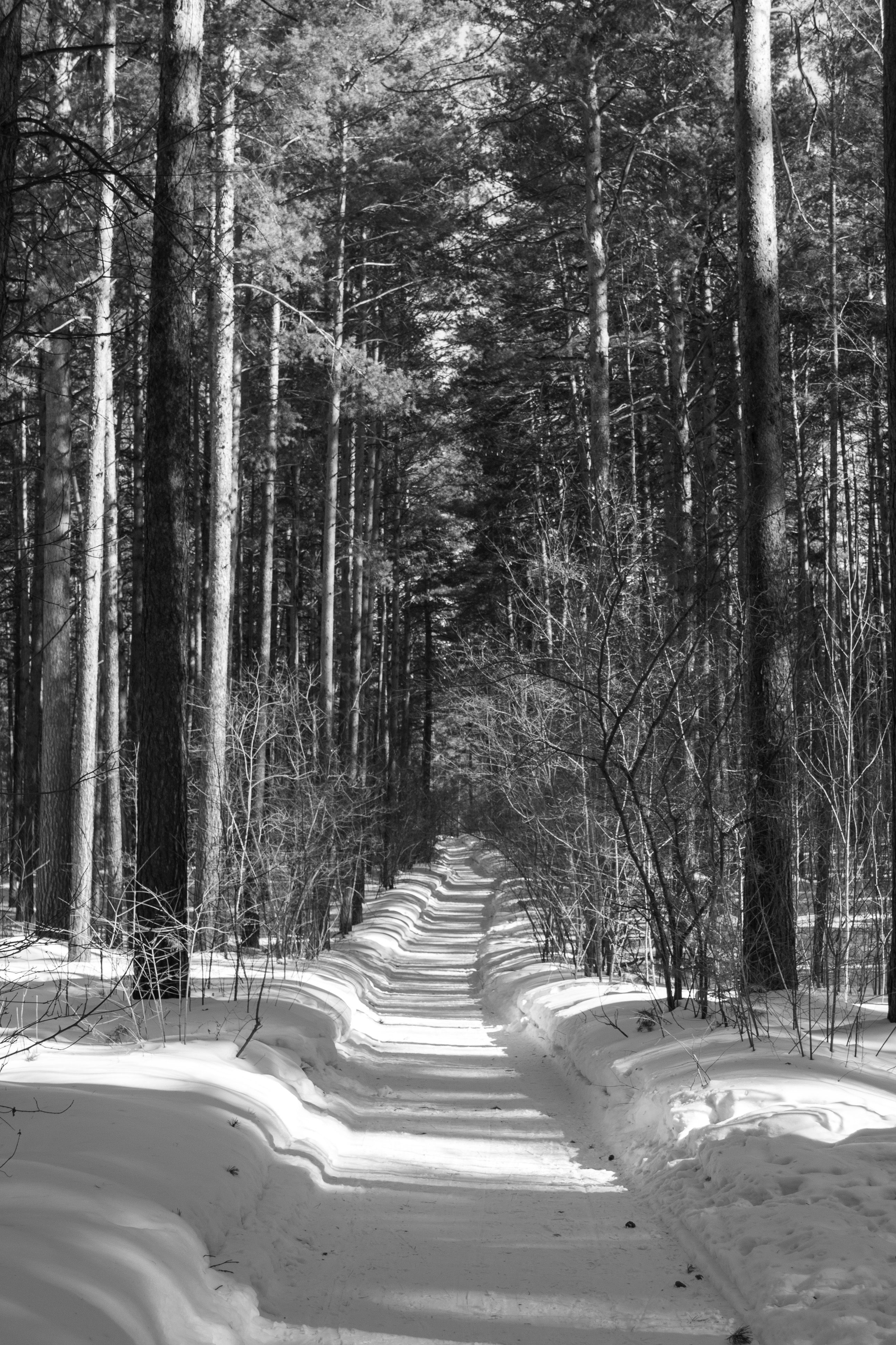 Snowy Forest Trail in Black and White · Free Stock Photo