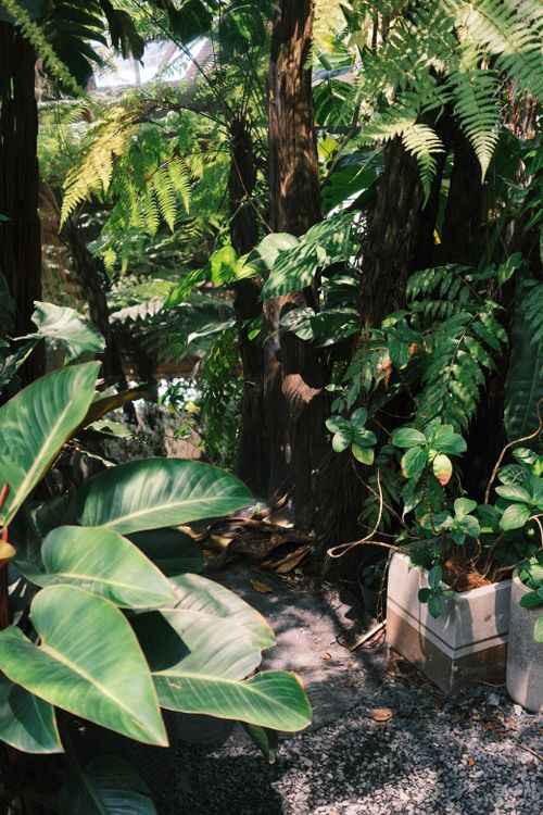 Free A vibrant, sunlit tropical jungle pathway surrounded by diverse green foliage. Stock Photo