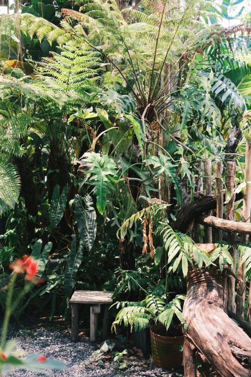 Free A serene tropical garden scene with various ferns and a rustic wooden bench under daylight. Stock Photo