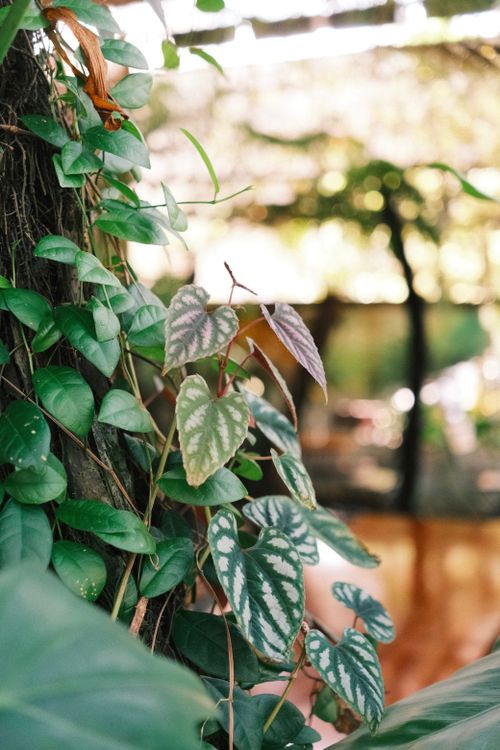 Free Vibrant green vines on a tree with sunlight streaming through a canopy, creating a serene outdoor setting. Stock Photo