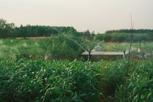 How to Build an Eco-Friendly Garden with Smart Water Box and Rain Harvesting
