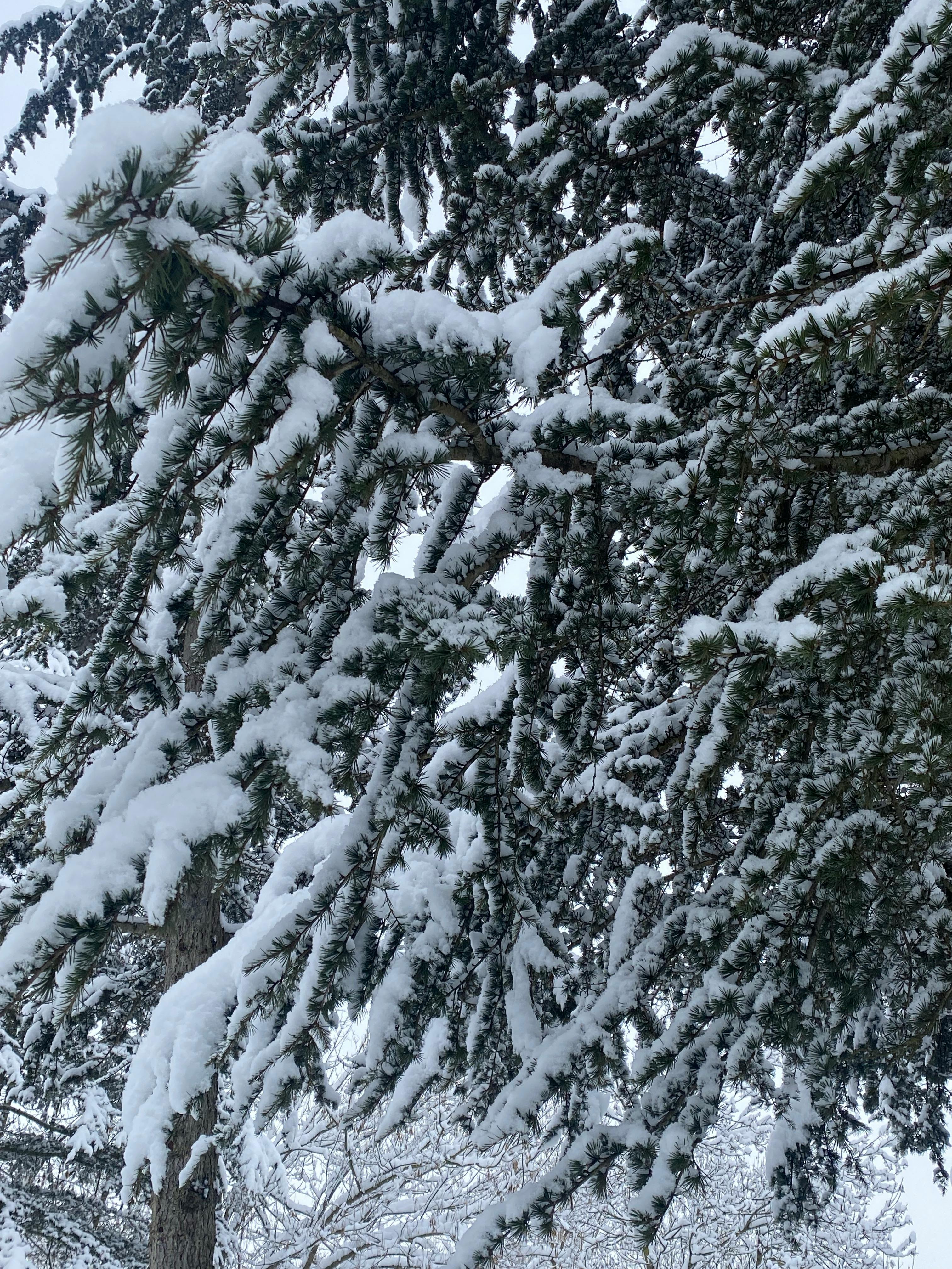 Close-up of snow-laden evergreen branches, showcasing a serene winter landscape.