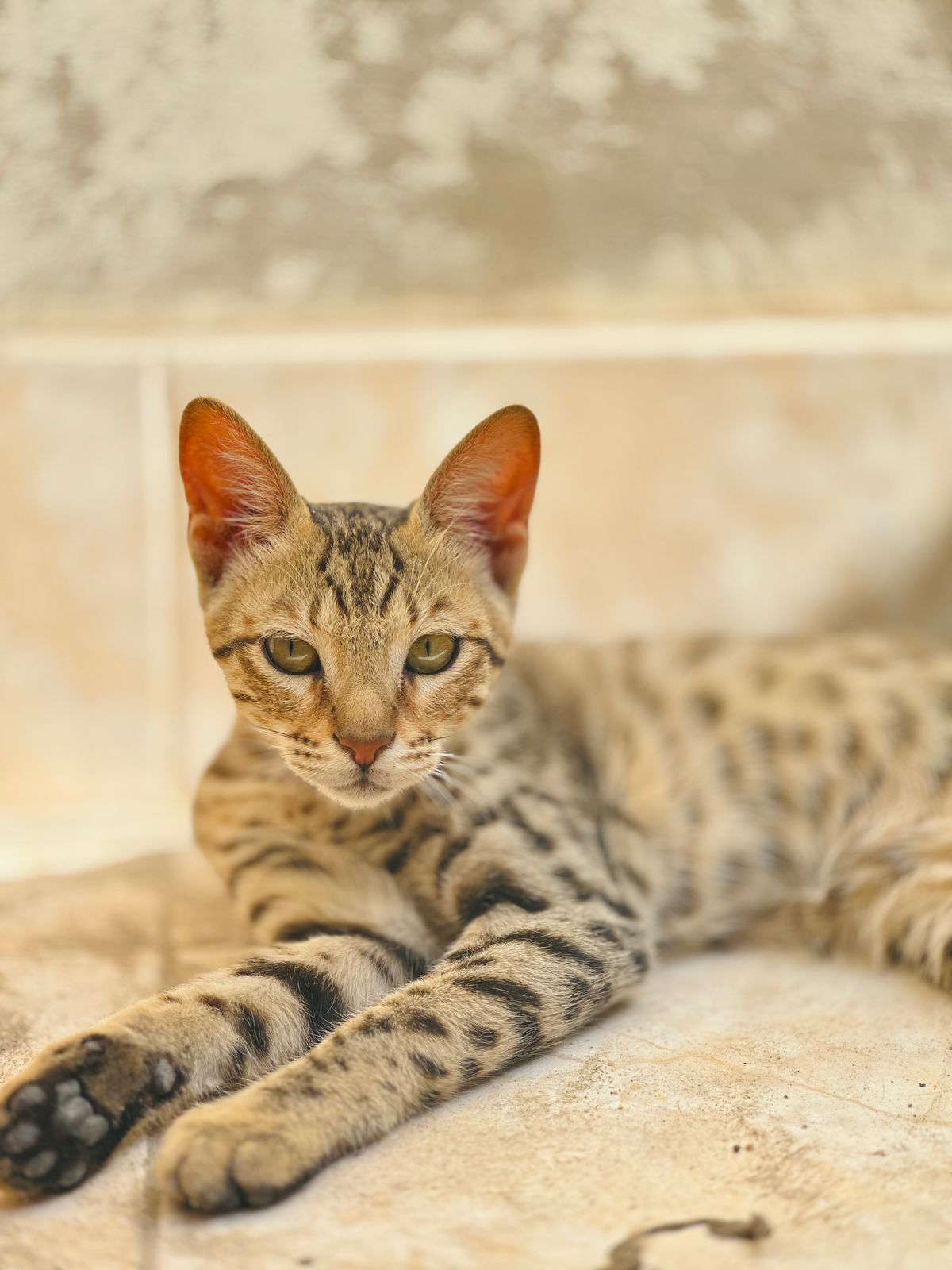 Are Savannah Cats Legal? 2026 Rules by State, F1–F5 Generations and Prices