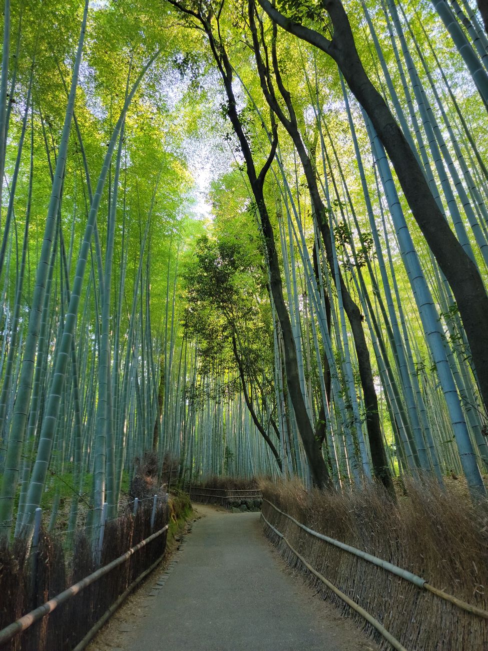 Ruhiges Bambuswald in Kyoto – Anime-Look Hintergrundbild