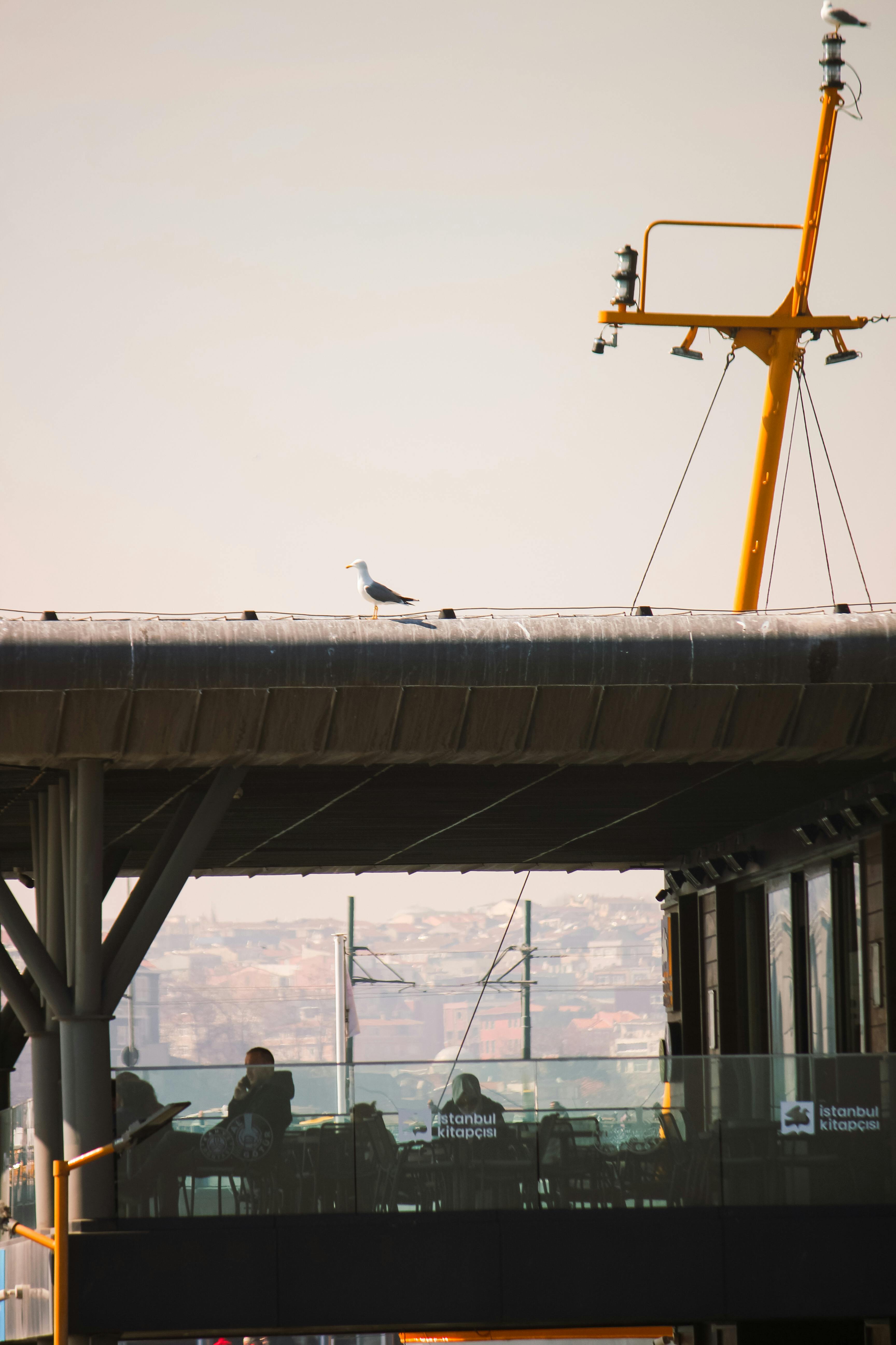 접종 후 관찰 필요성