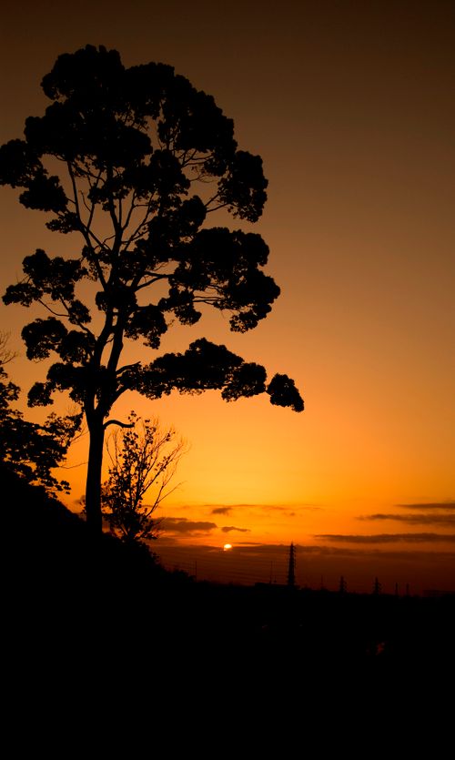 Free A peaceful scene of a tree silhouette during a stunning sunset, creating a dramatic and tranquil mood. Stock Photo