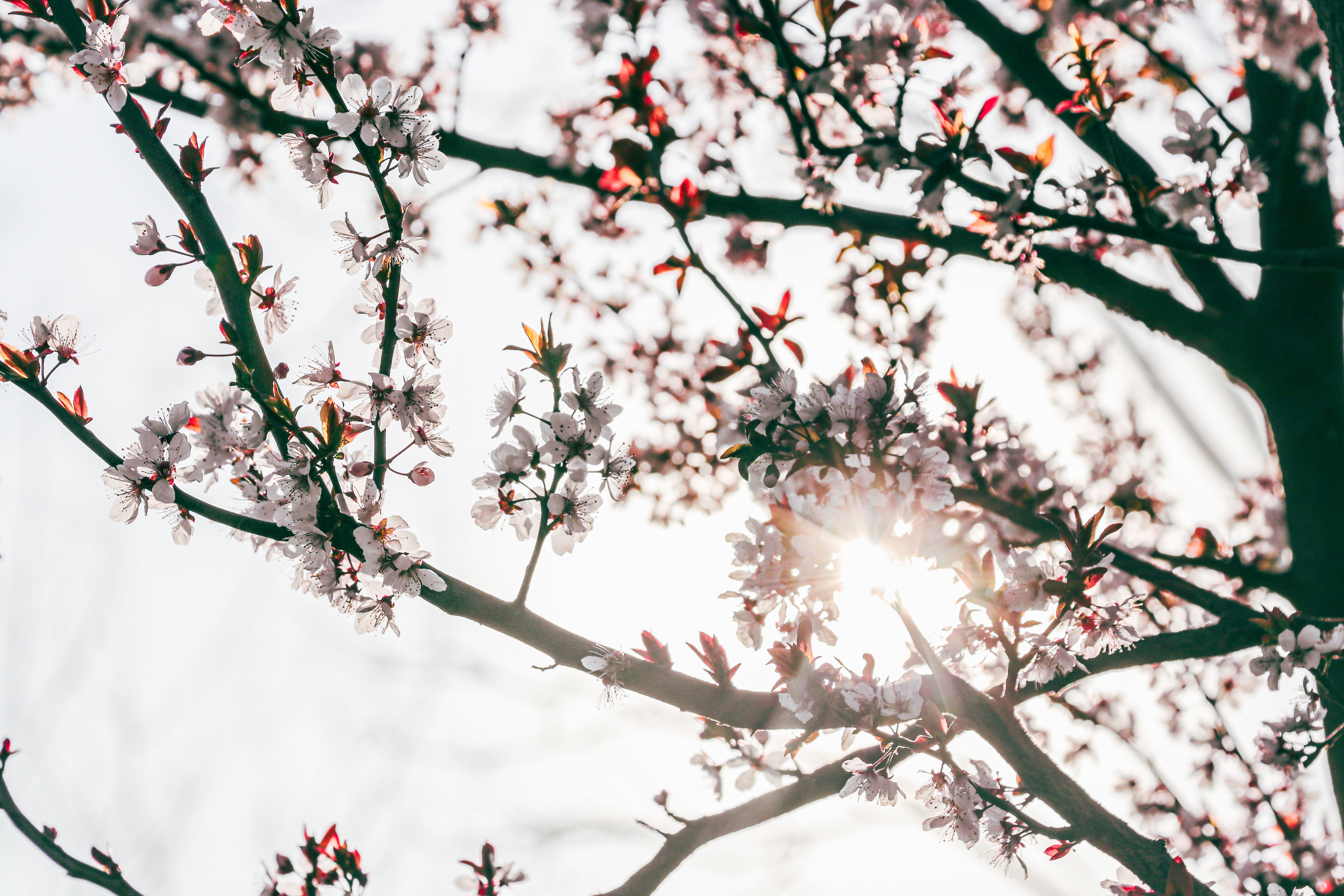 Give your home a spring reset for less than $100 with these DIY home improvement projects — Photo by Sun God Apolo on Pexels
