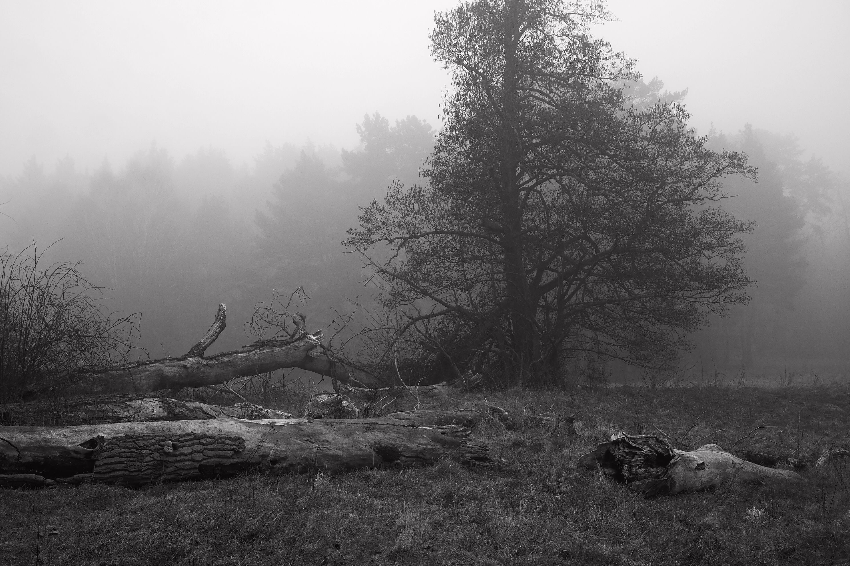 Des arbres couchés dans une forêt sous un ciel couvert, évoquant la dévastation de l'événement de la Toungouska.