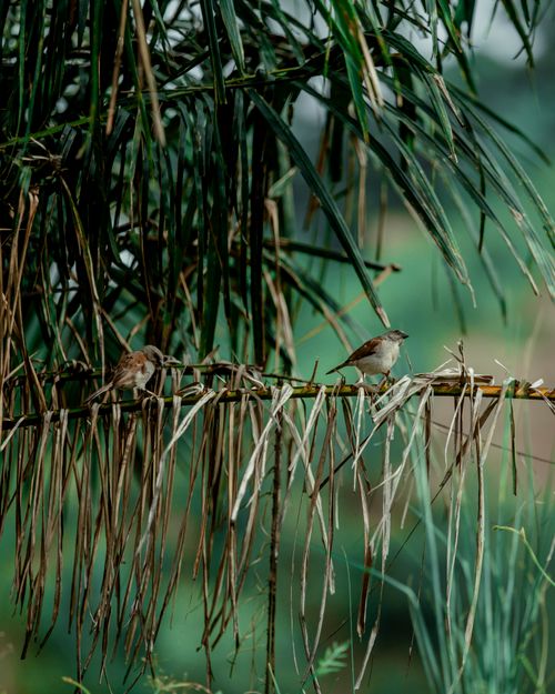 Free Two sparrows resting on palm fronds surrounded by lush greenery. Stock Photo