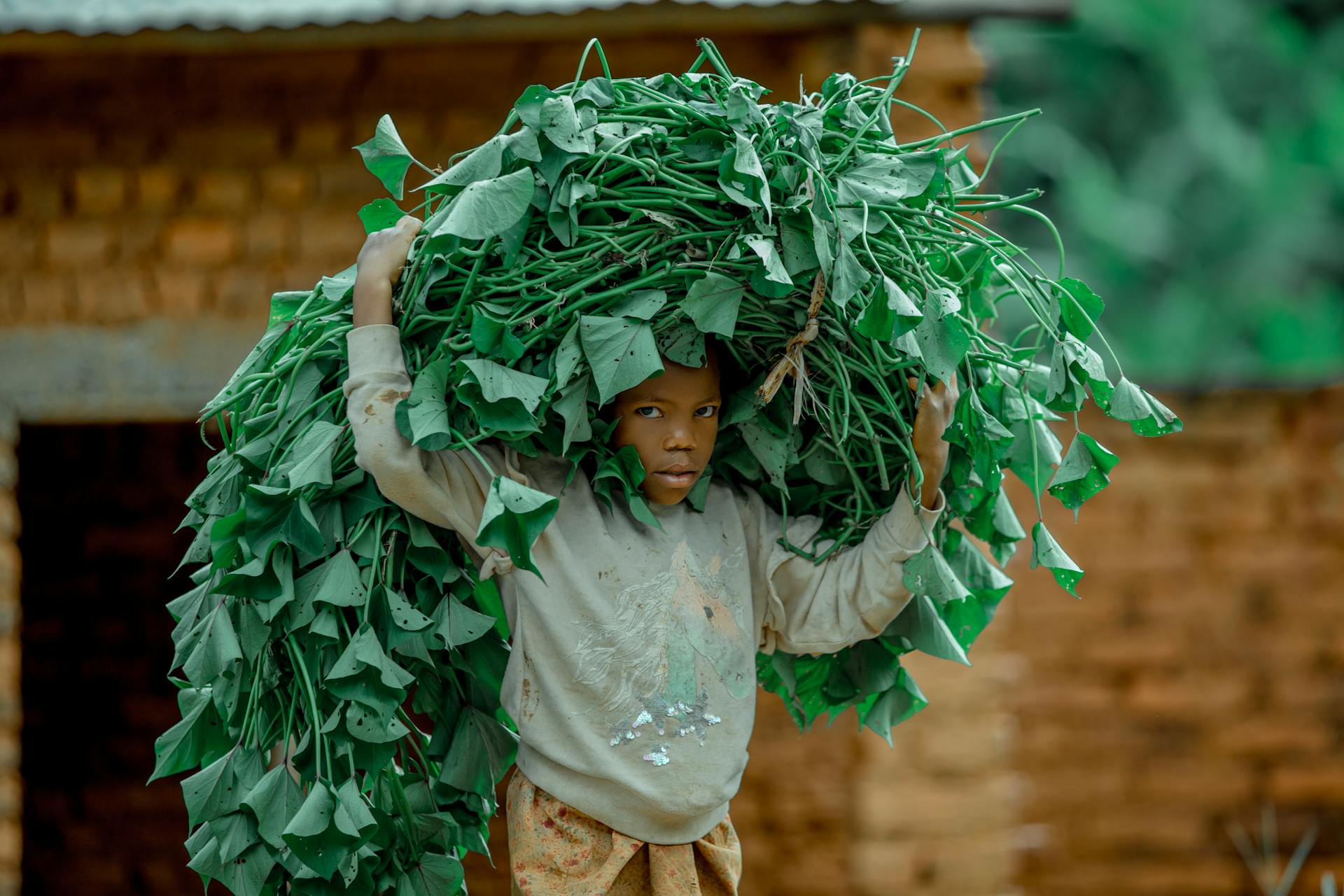 A child carries a bundle of green leaves against brick background, depicting rural life.