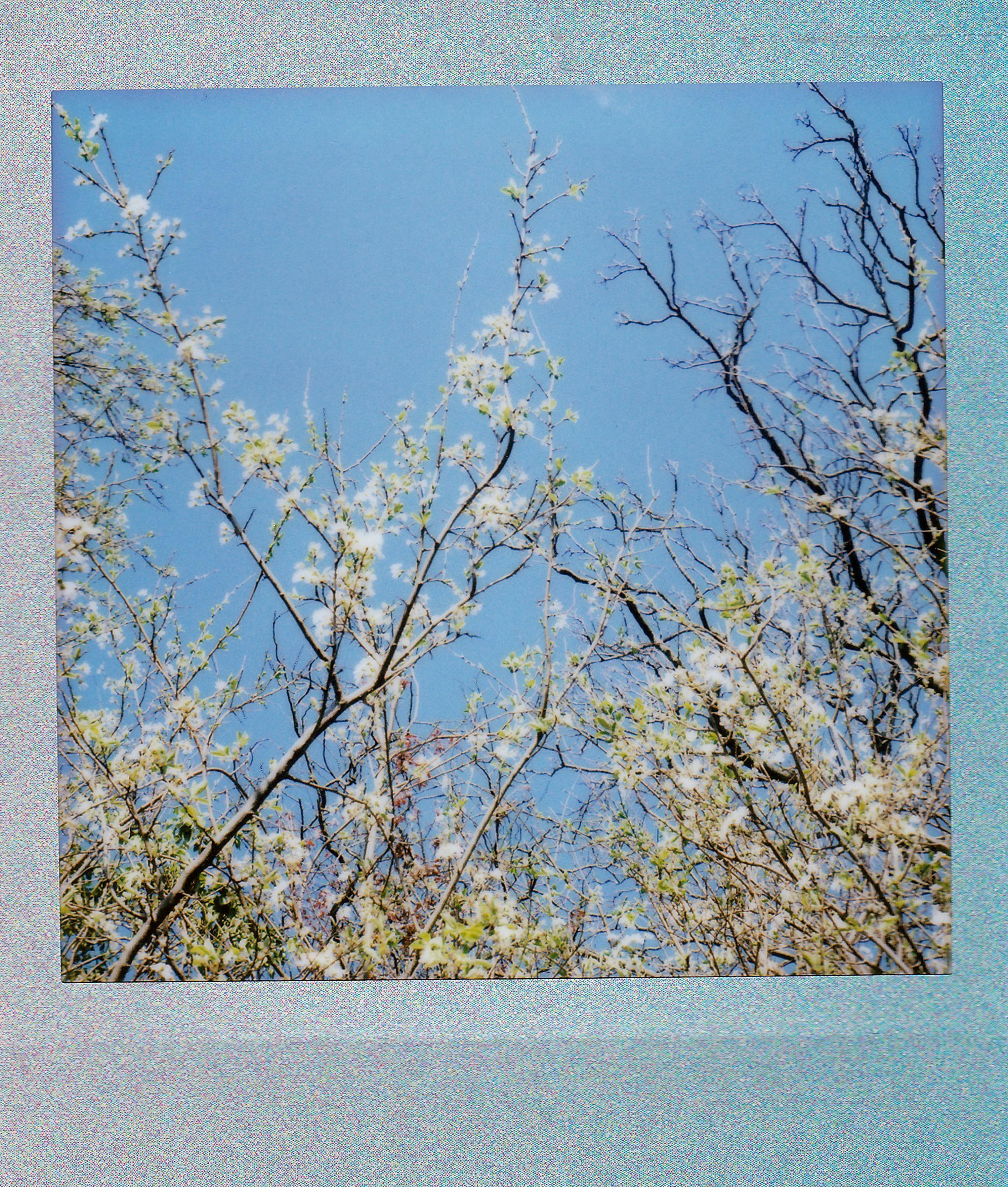 Blooming branches and blue sky captured in a vintage polaroid style.