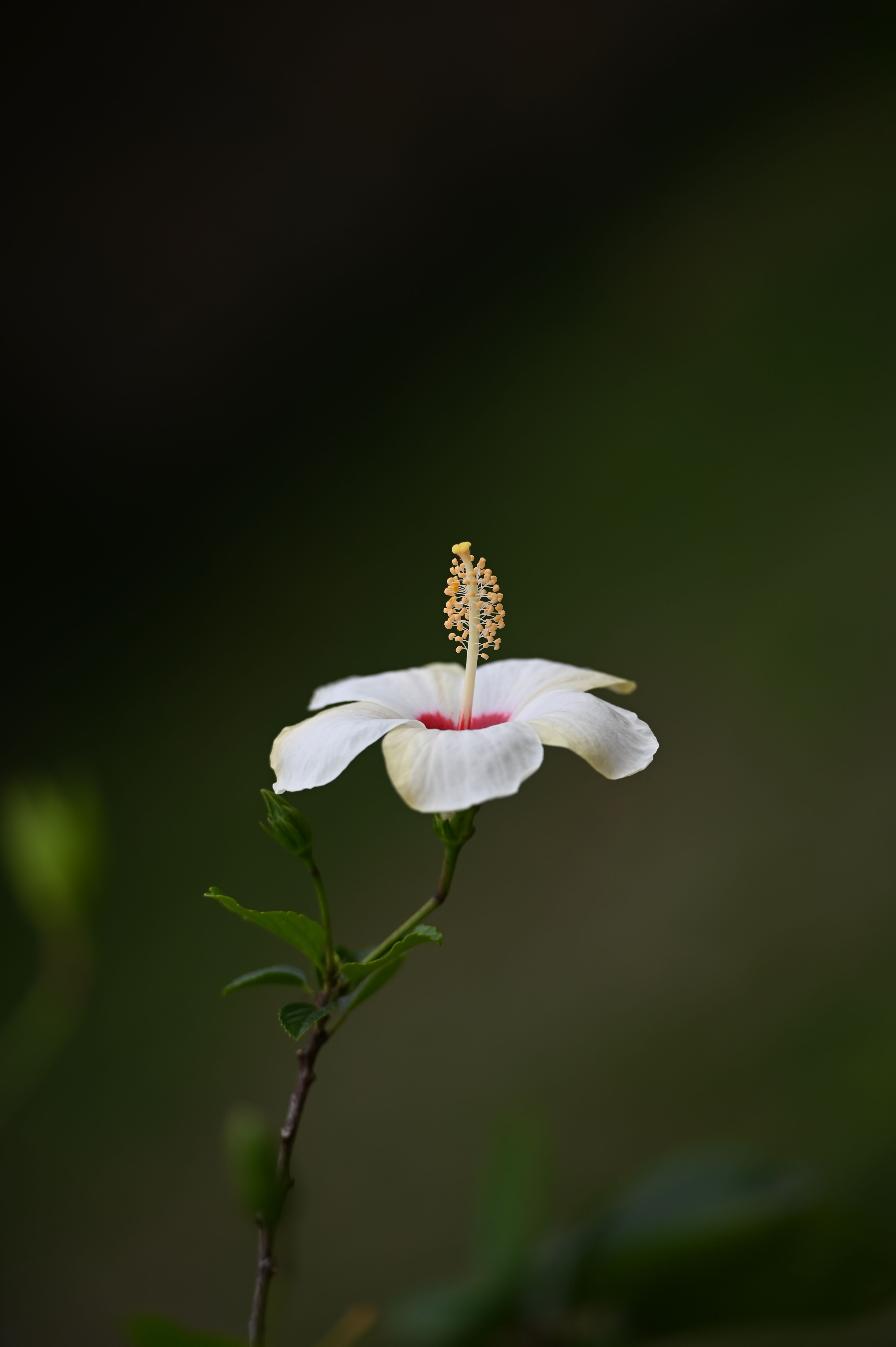 A beautiful white hibiscus flower with red center in focus against a lush green backdrop.