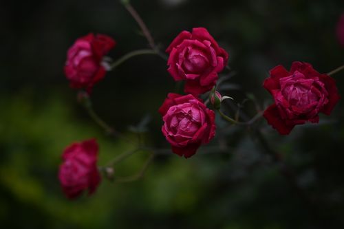 Free Close-up of vibrant red roses in bloom against a green garden backdrop. Stock Photo