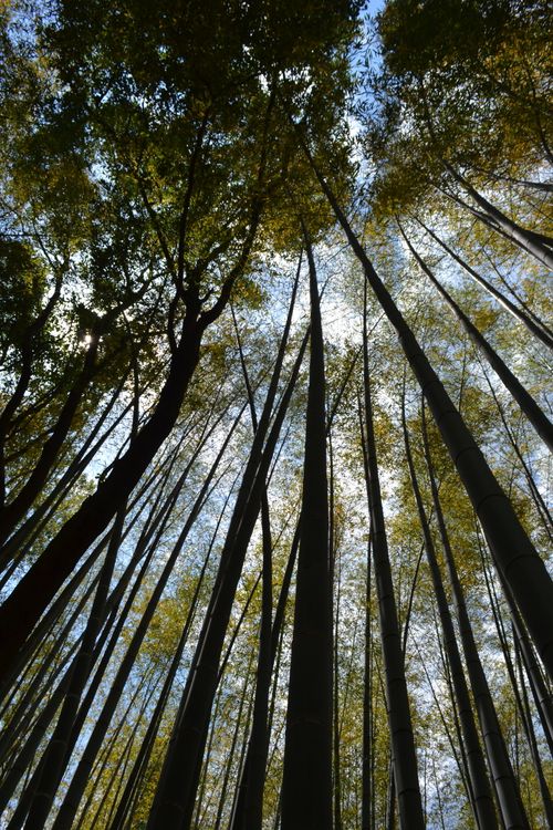 Free Experience the serene beauty of the towering bamboo forest in Kyoto's natural landscape. Stock Photo