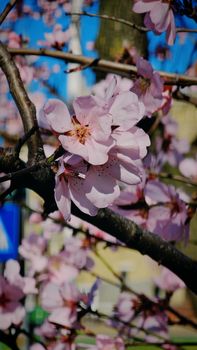 Beautiful cherry blossoms in full bloom during spring, showcasing nature's vibrant colors.