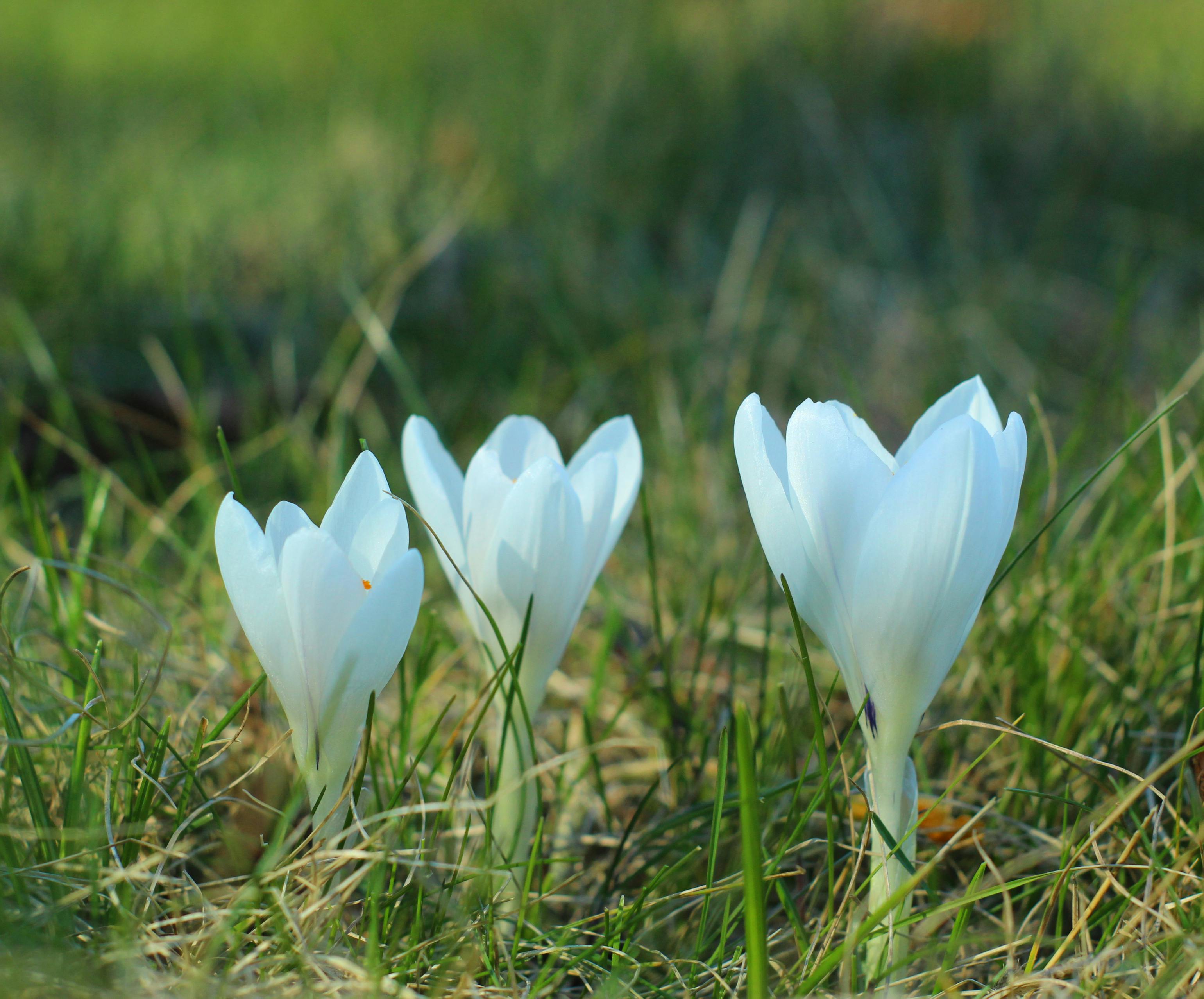 [ColoSach]-close-up-of-white-crocuses-blooming-in-a-field,-signaling-the-arrival-of-spring.