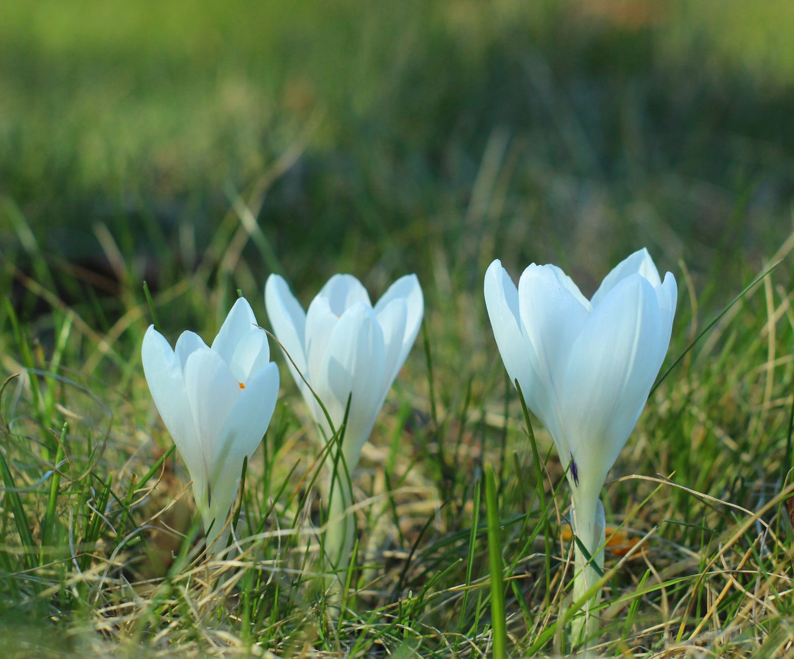 Close-up of white crocuses blooming in a field, signaling the arrival of spring.