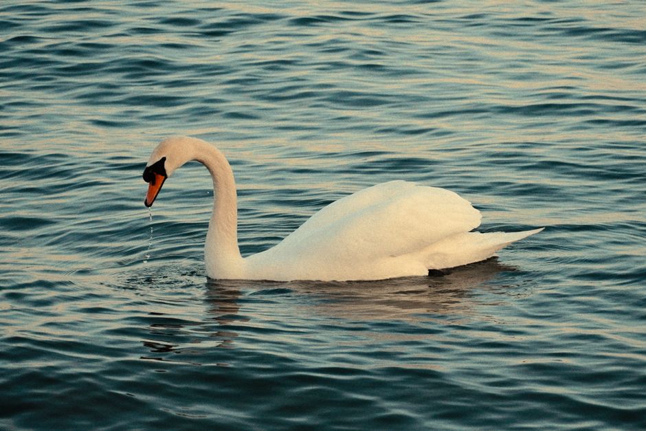 Elegante witte zwaan op rustige waterachtergrond. Elegante witte zwaan op rustige waterachtergrond.