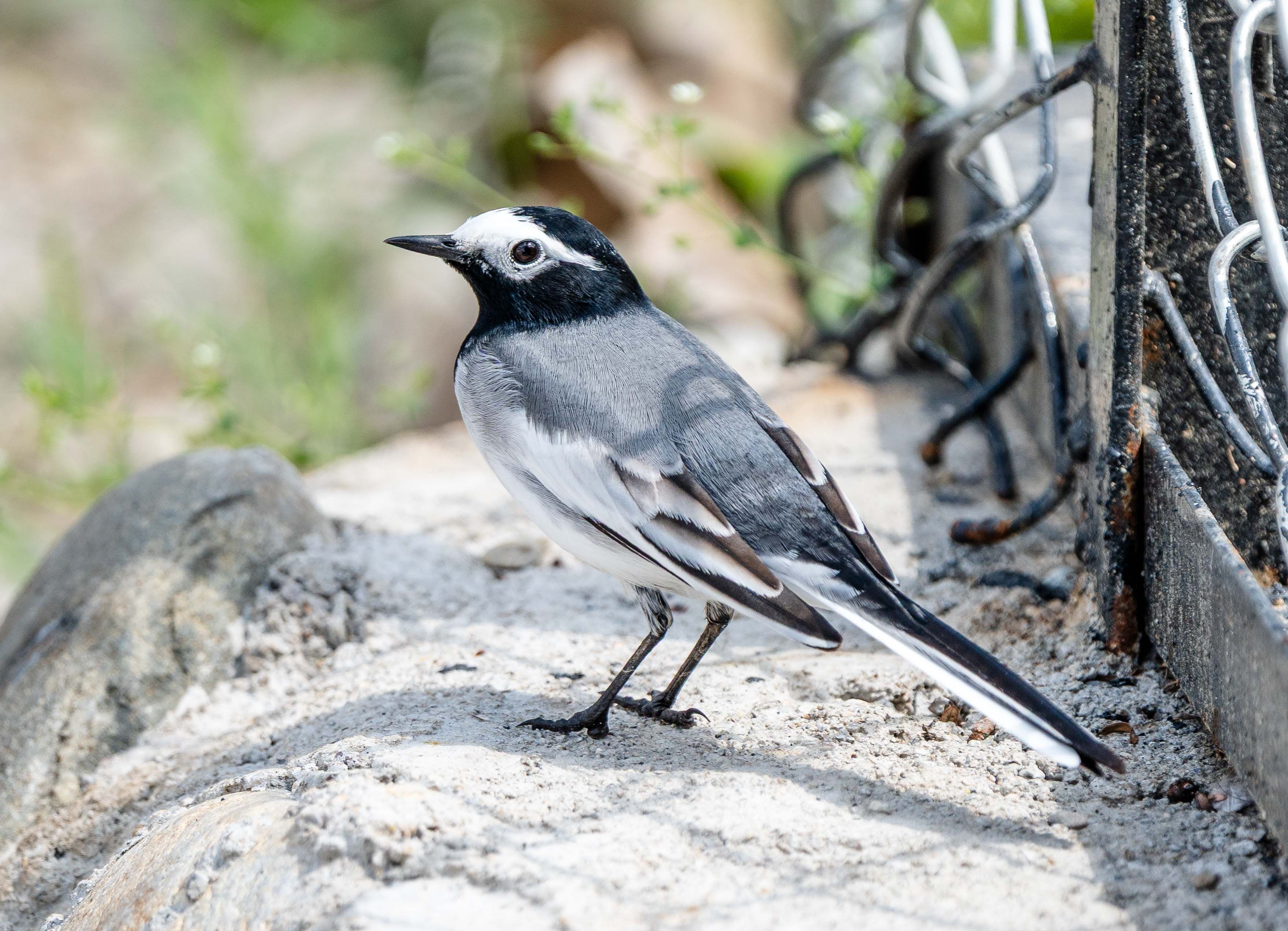 A pied wagtail bird standing on rock with a chain fence in the background.