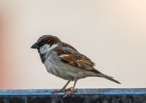Free A detailed shot of a house sparrow perched on a ledge against a soft background. Stock Photo