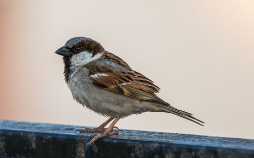 Free Detailed image of a house sparrow perched on a rail with soft background. Stock Photo