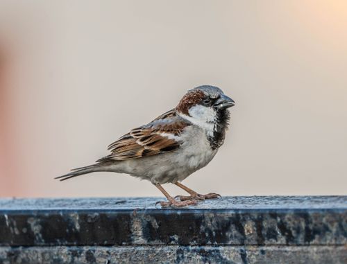 Free Detailed portrait of a house sparrow resting on a surface outdoors with a neutral background. Stock Photo