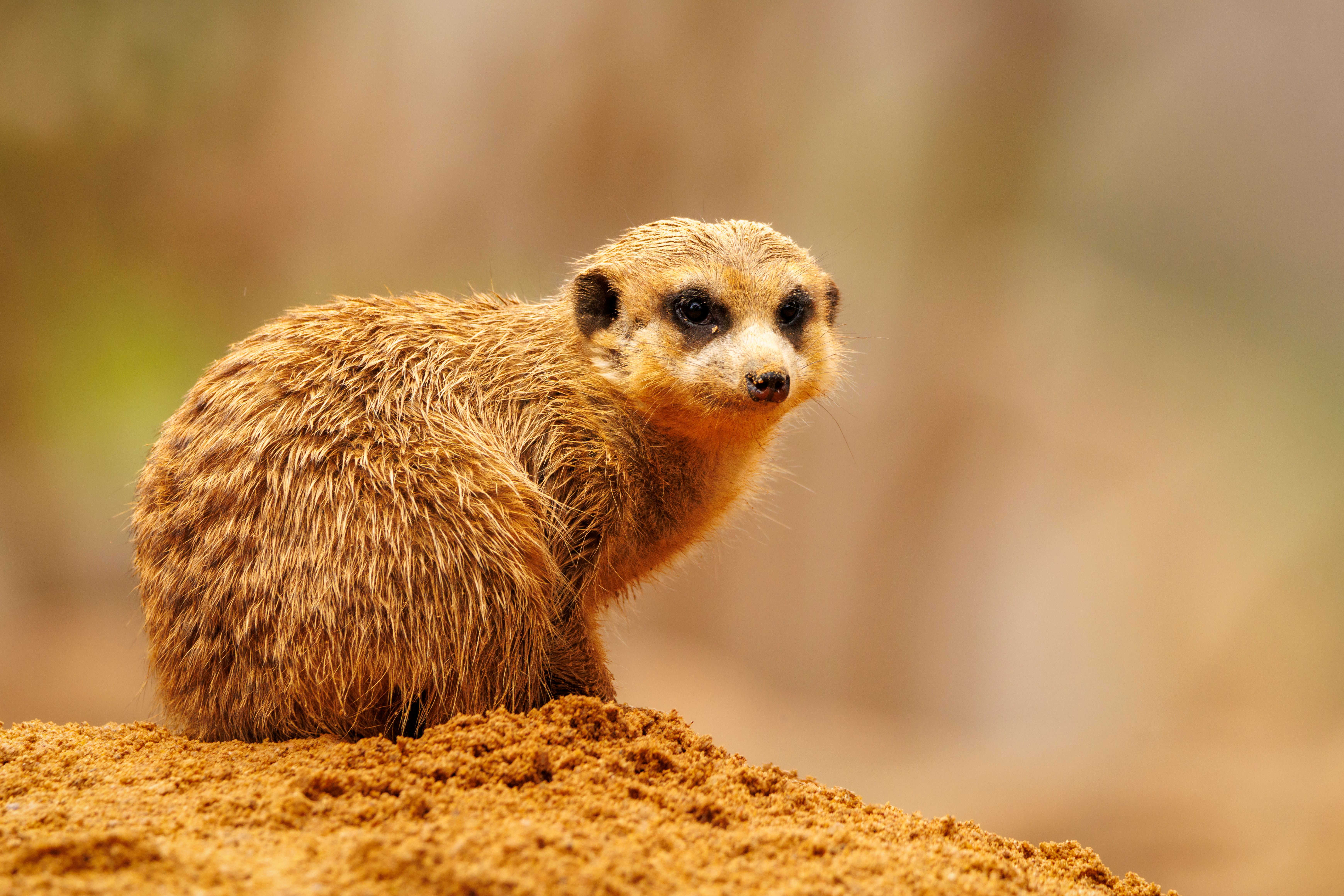 Close-up Portrait of a Meerkat in Natural Habitat · Free Stock Photo