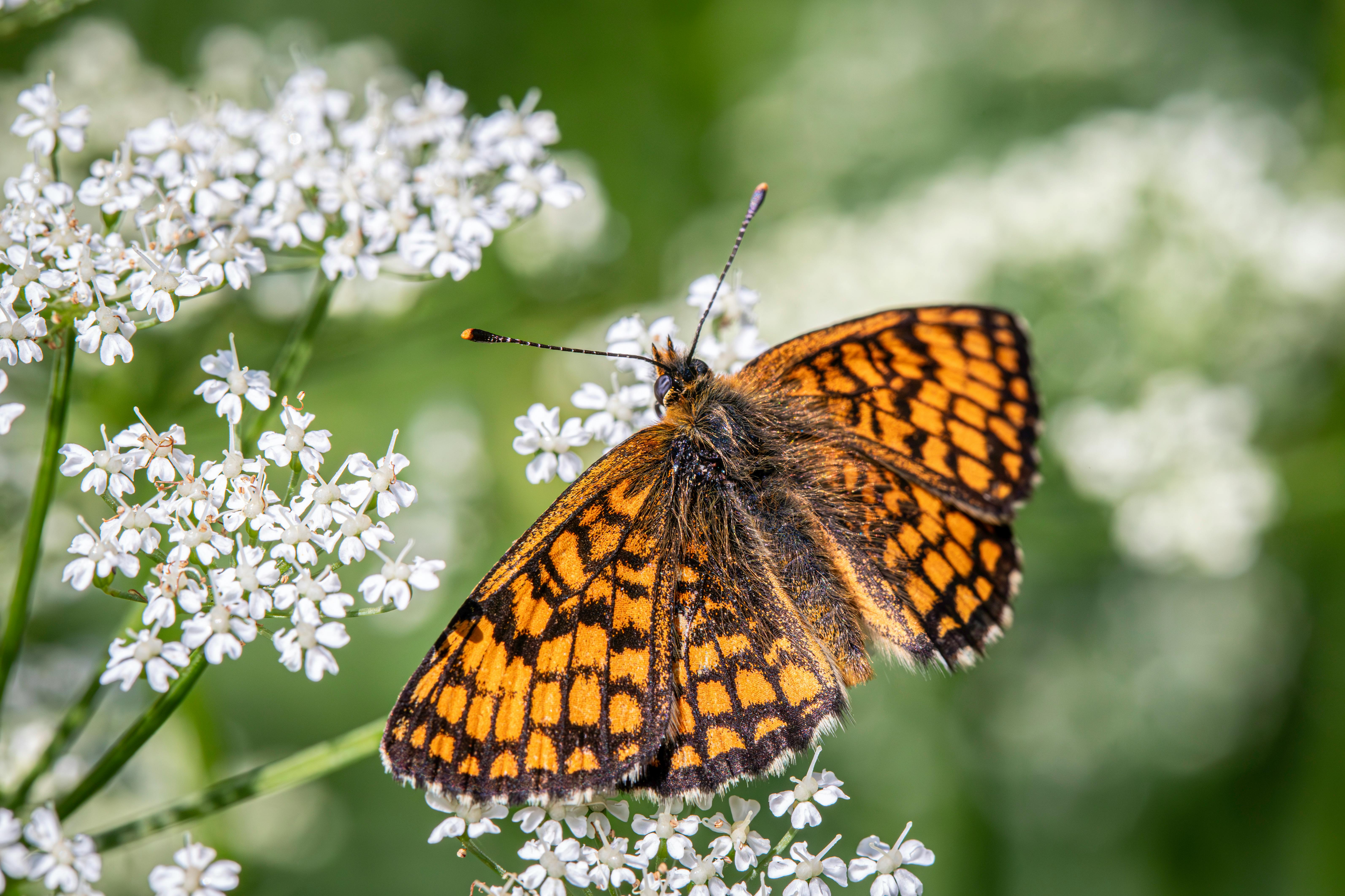 Close-up of a Heath Fritillary butterfly resting on delicate white flowers in a summer meadow.