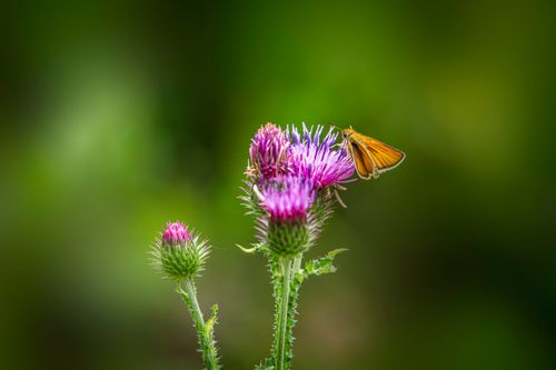 Free Macro shot of an Essex Skipper butterfly on a vibrant thistle flower. Stock Photo