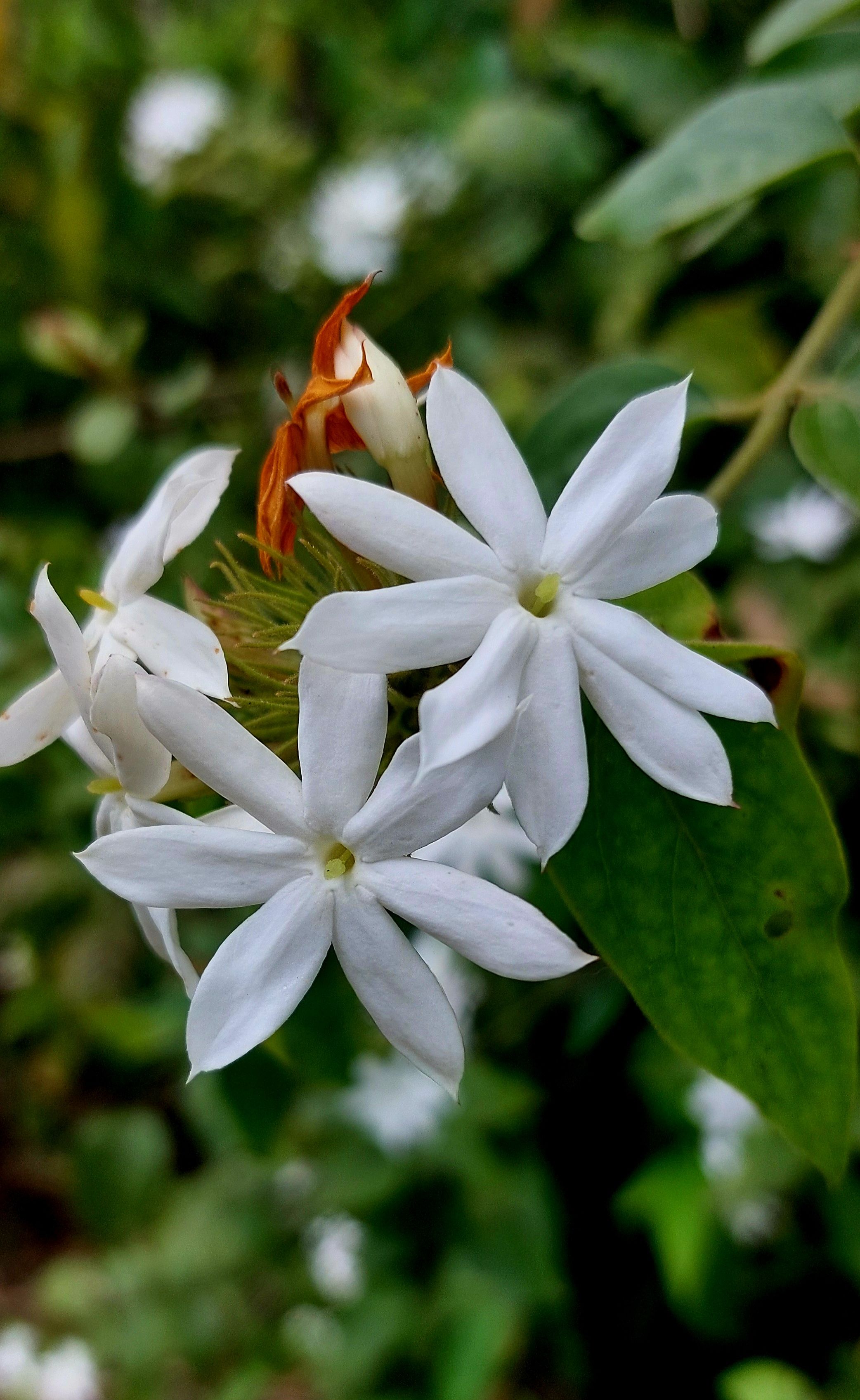 Close-up of fresh white jasmine flowers in full bloom with vibrant green leaves.
