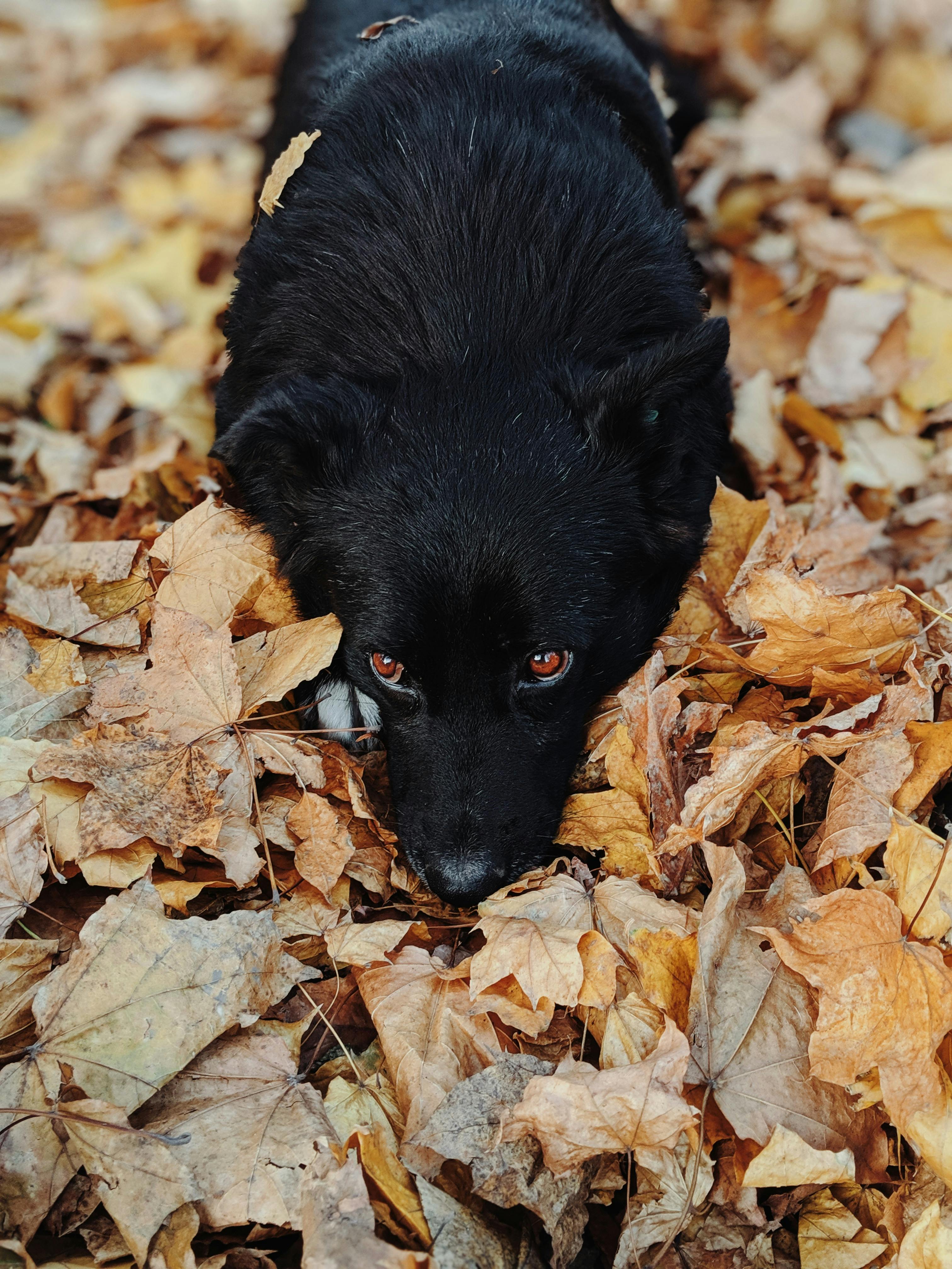 Black Dog Photos, Download The BEST Free Black Dog Stock Photos & HD Images Black Dog Photos, Download The BEST Free Black Dog Stock Photos & HD Images
