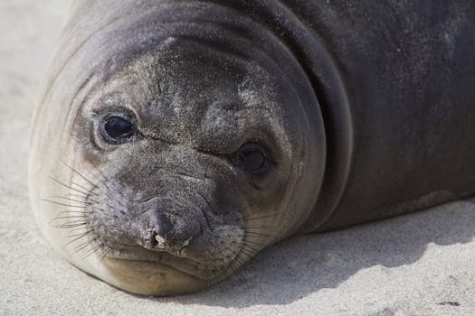 A detailed close-up of a seal resting on a sandy beach in Oregon, United States.