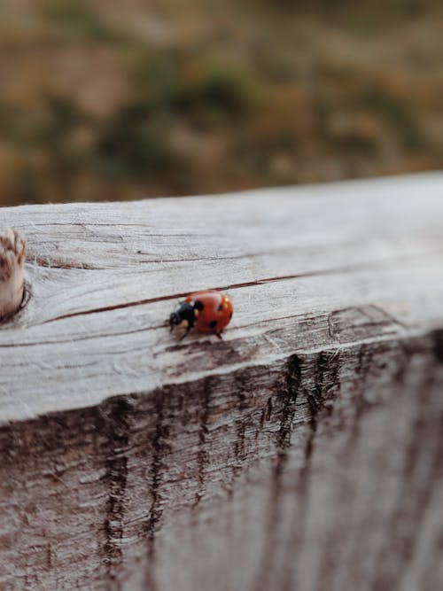 Ladybug Di Permukaan Kayu