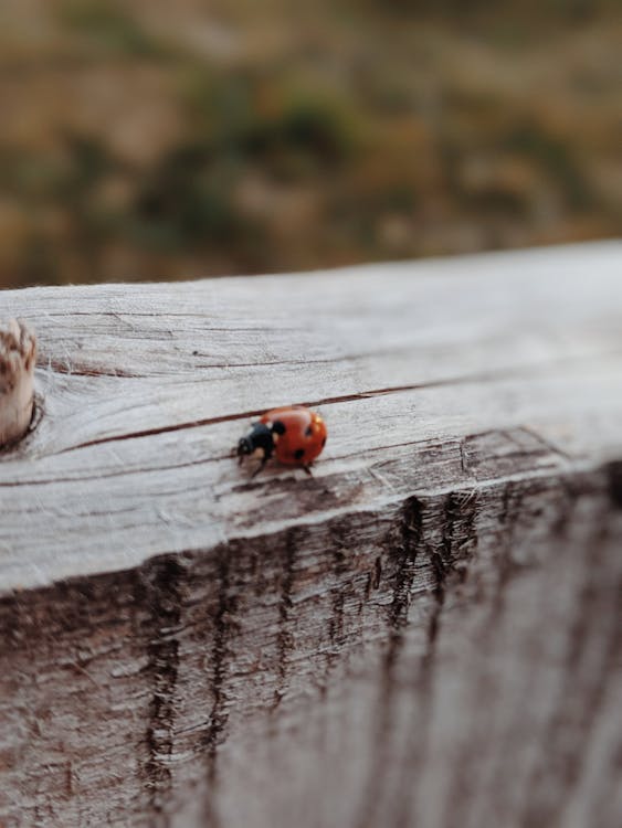 Ladybug on Wooden Surface