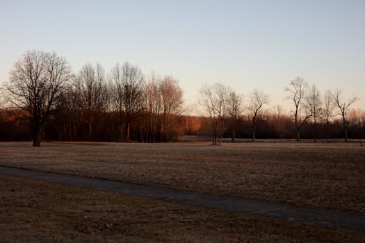 Peaceful winter scene in Detroit's Palmer Park during sunset with dormant trees.